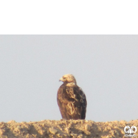 گونه عقاب شاهی Eastern Imperial Eagle